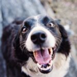 Jovie Pet Care