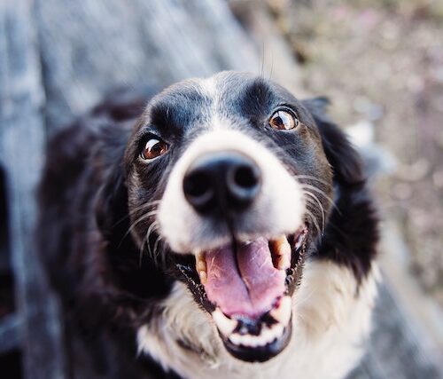 Jovie Pet Care